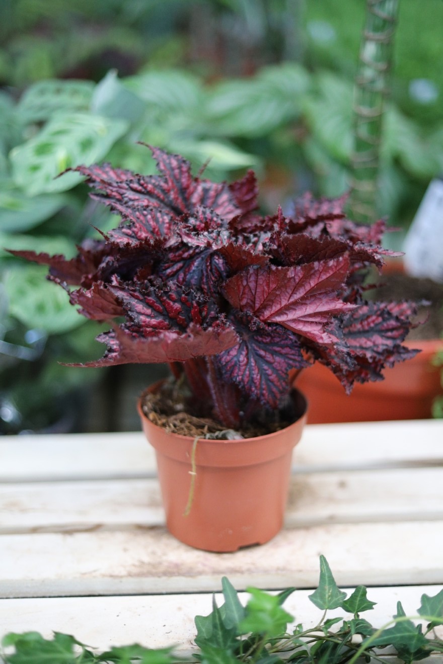 begonia red black (1).JPG