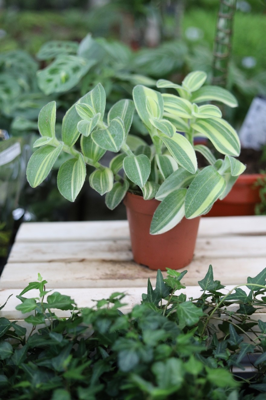 tradescantia sillamontana variegata (3).JPG