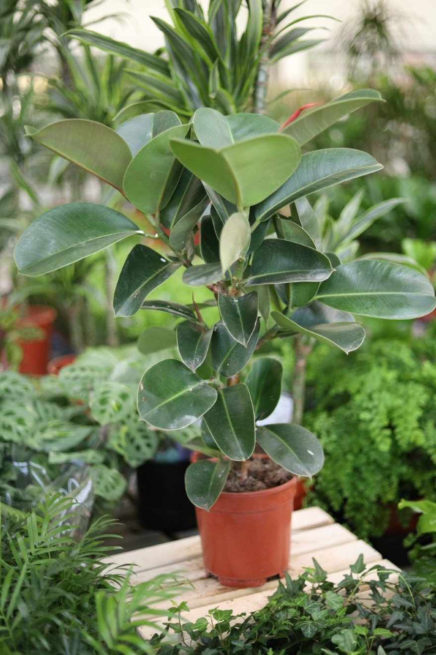 ficus elastica cloe (1).JPG