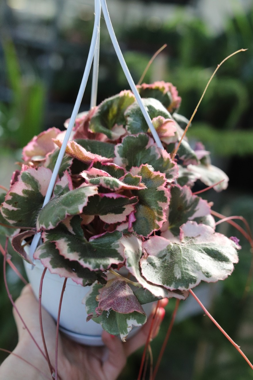 saxifraga stolofoniera (2).JPG