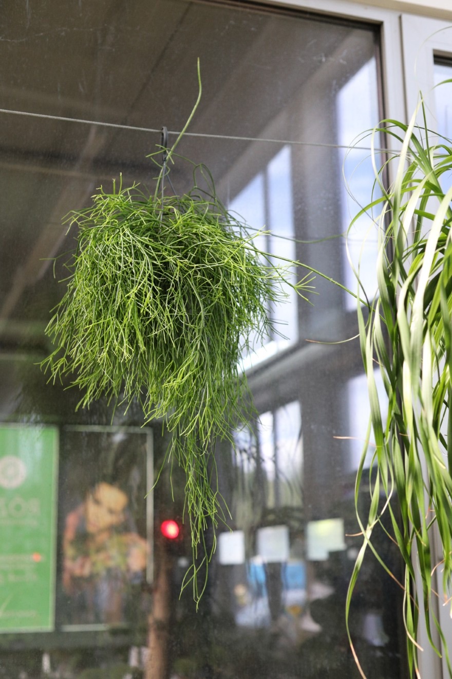 Rhipsalis oasis (1).JPG