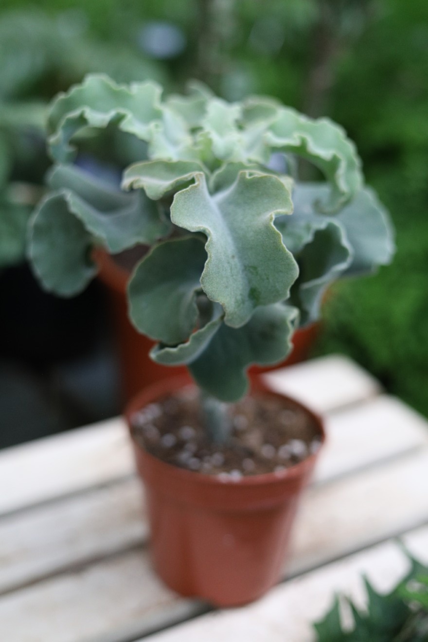 Kalanchoe beharensis ‘Maltese Cross’ (2).JPG