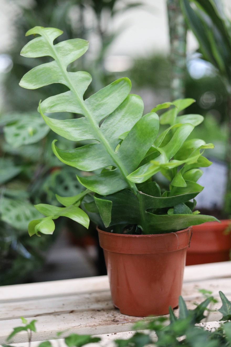 Epiphyllum chrysocardium (1).JPG