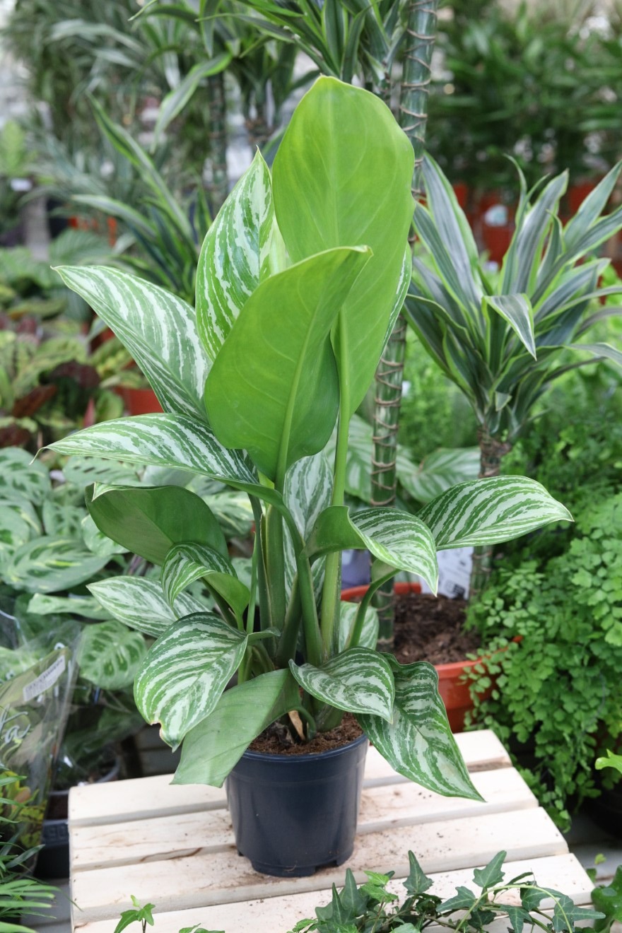 aglaonema silver stripes (2).JPG