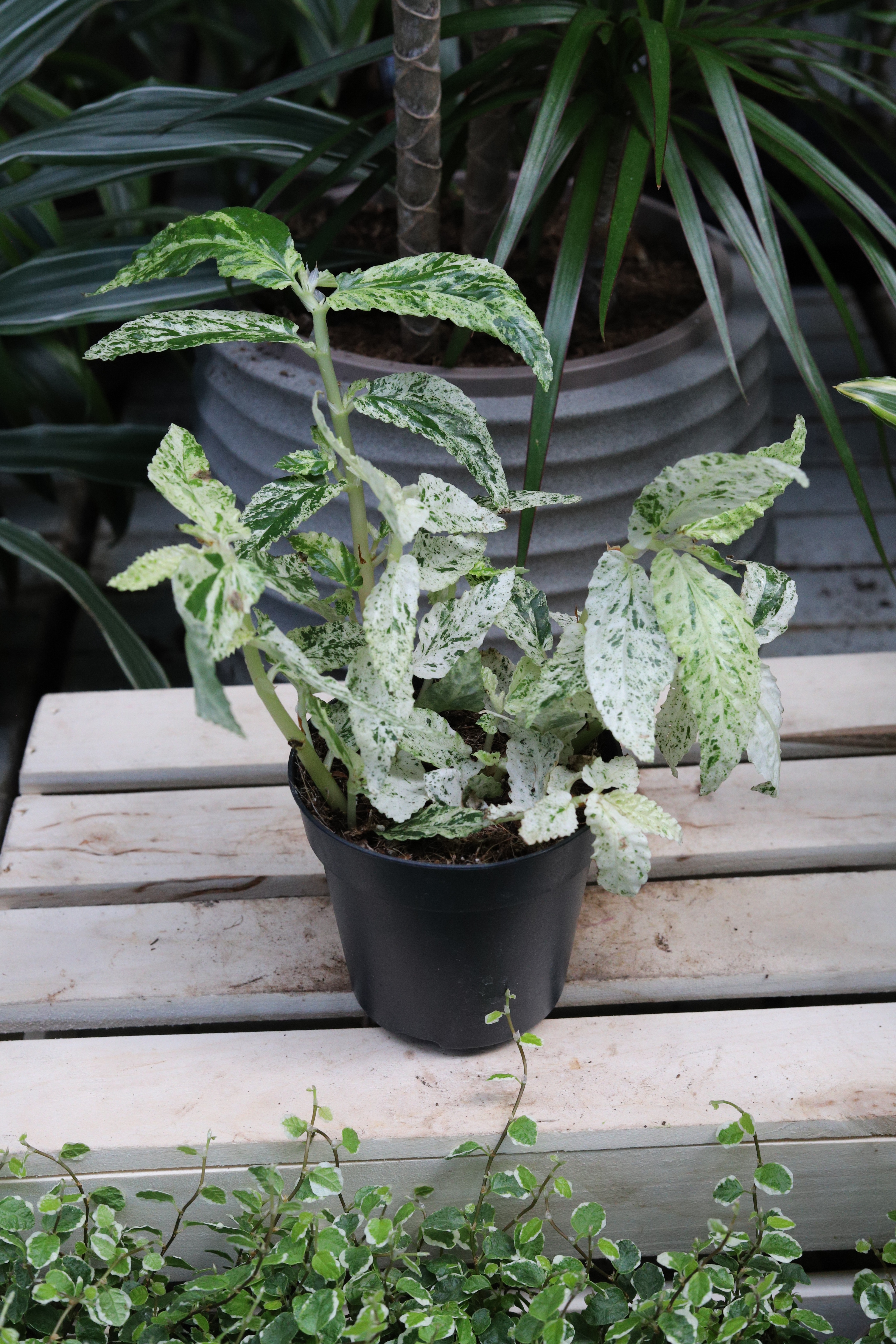 Pellionia repens ‘Variegata’ (1).JPG