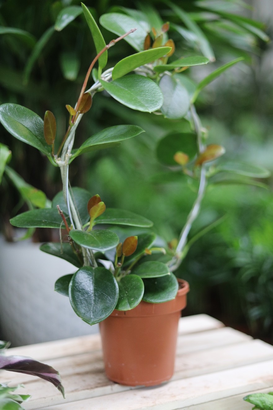 hoya australis na kole (1).JPG