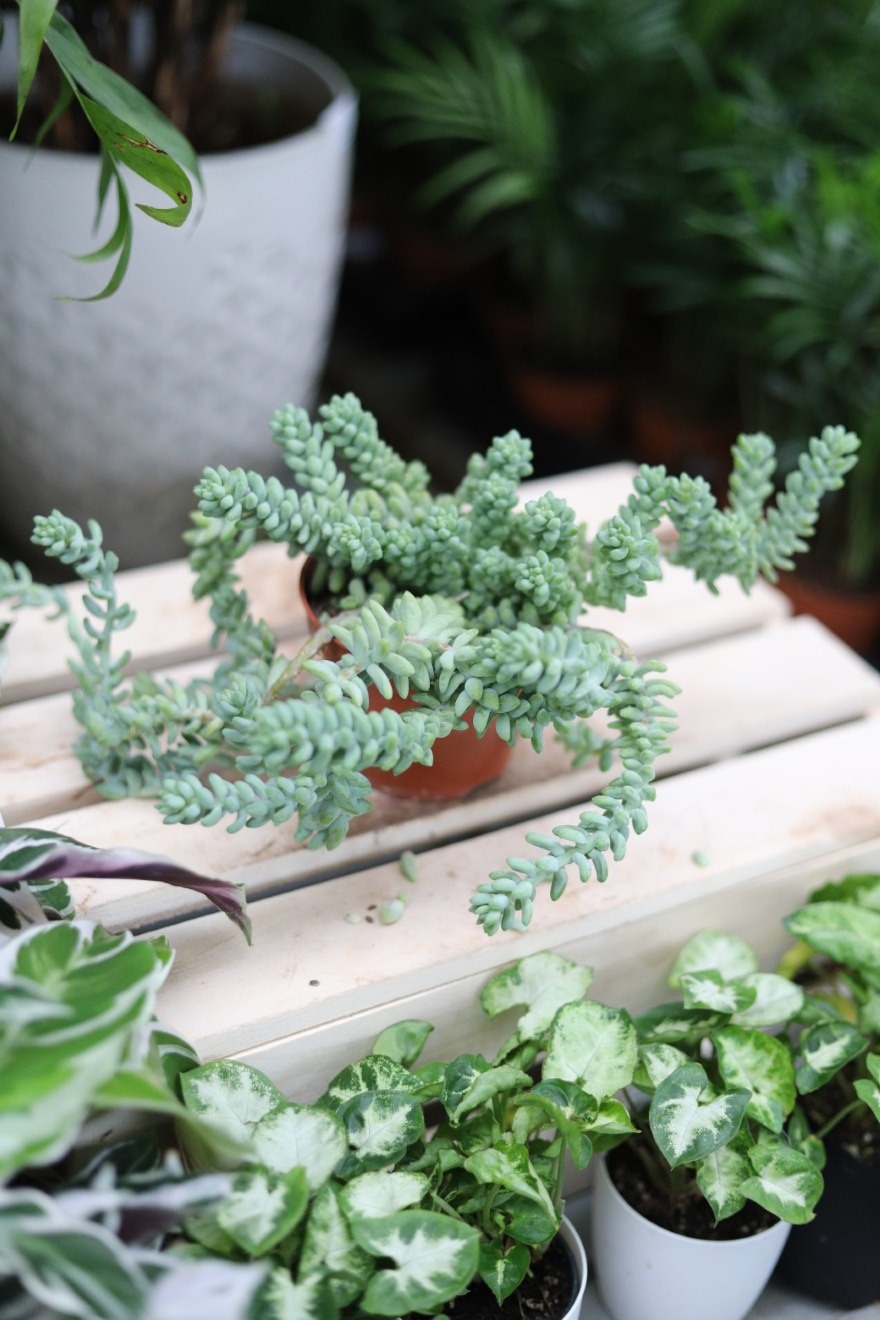 sedum burrito (3).JPG