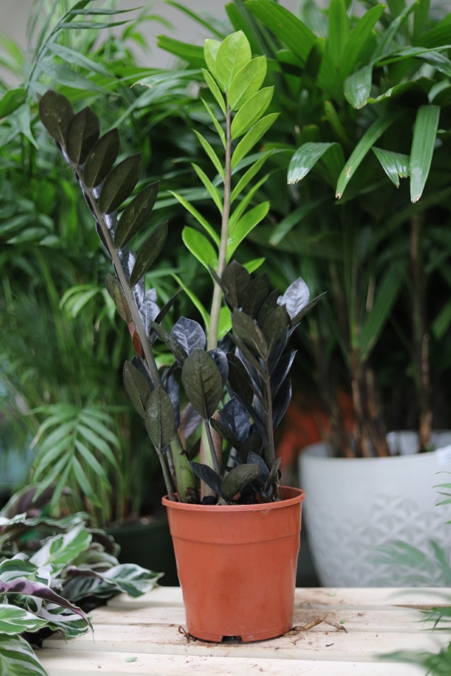 zamioculcas raven  (1).JPG