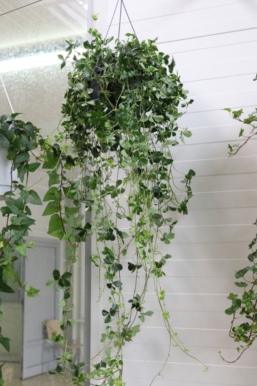 parthenocissus striata verona vein xl (1).JPG