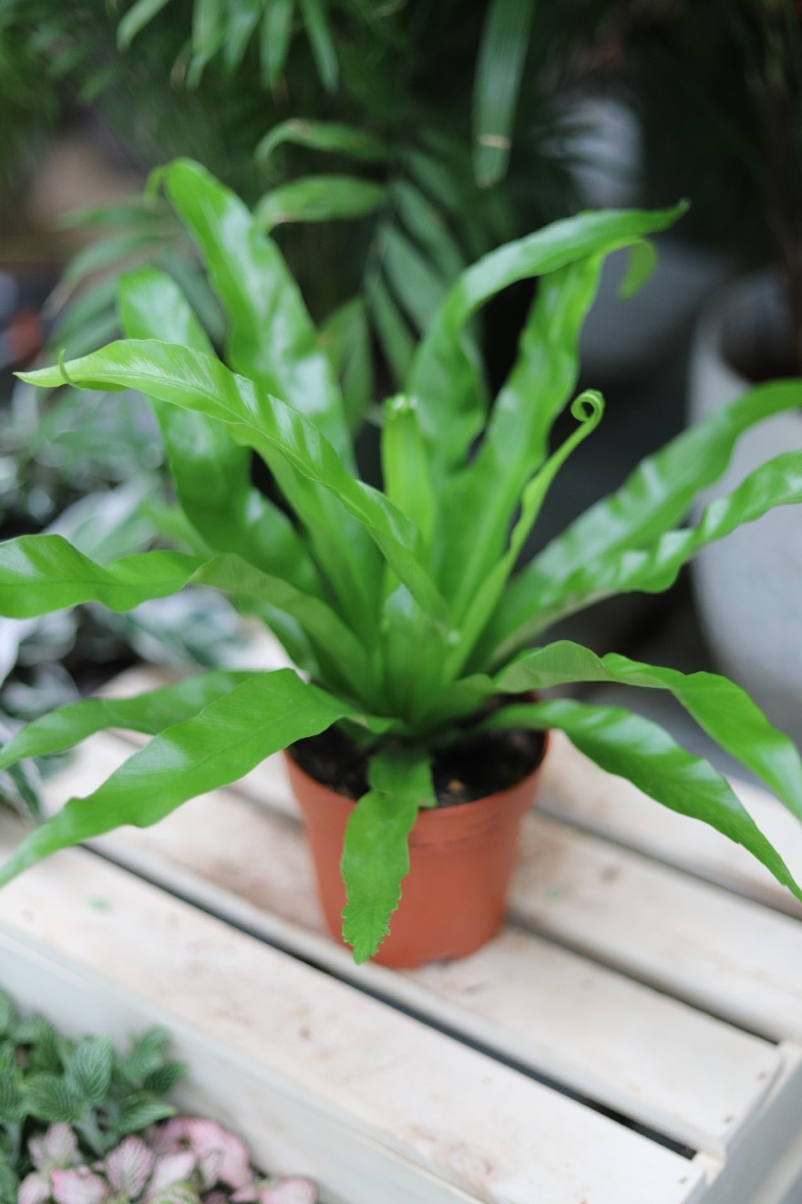asplenium antiquum (3).JPG