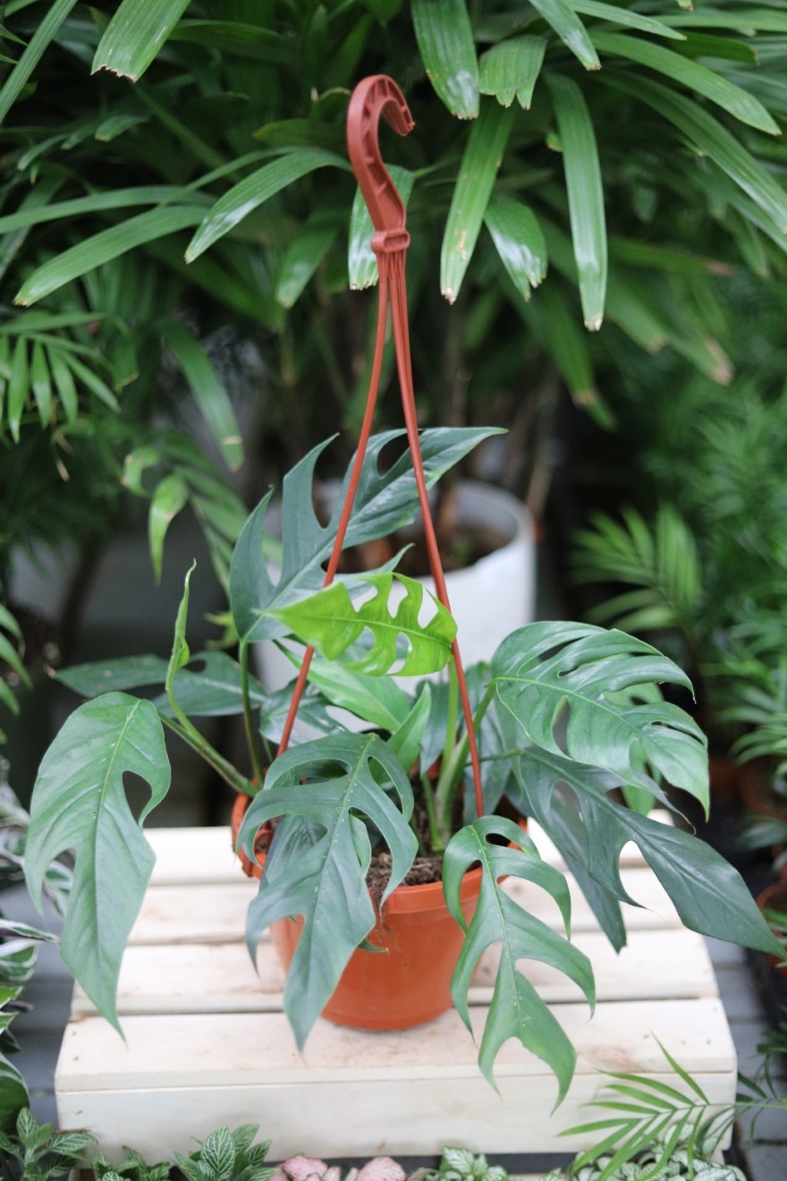epipremnum pinnatum baltic blue (3).JPG