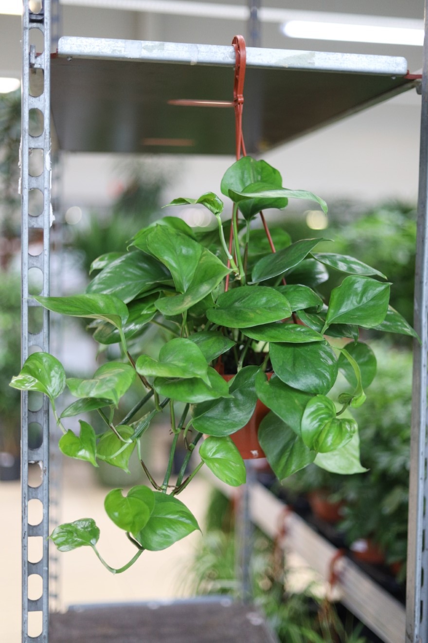 epipremnum pinnatum global green xl
