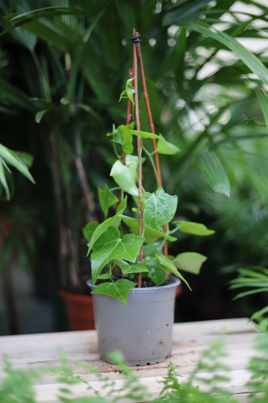 senecio macroglossus (3).JPG