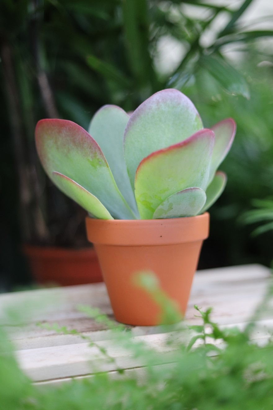 Kalanchoe thyrsiflora (4).JPG
