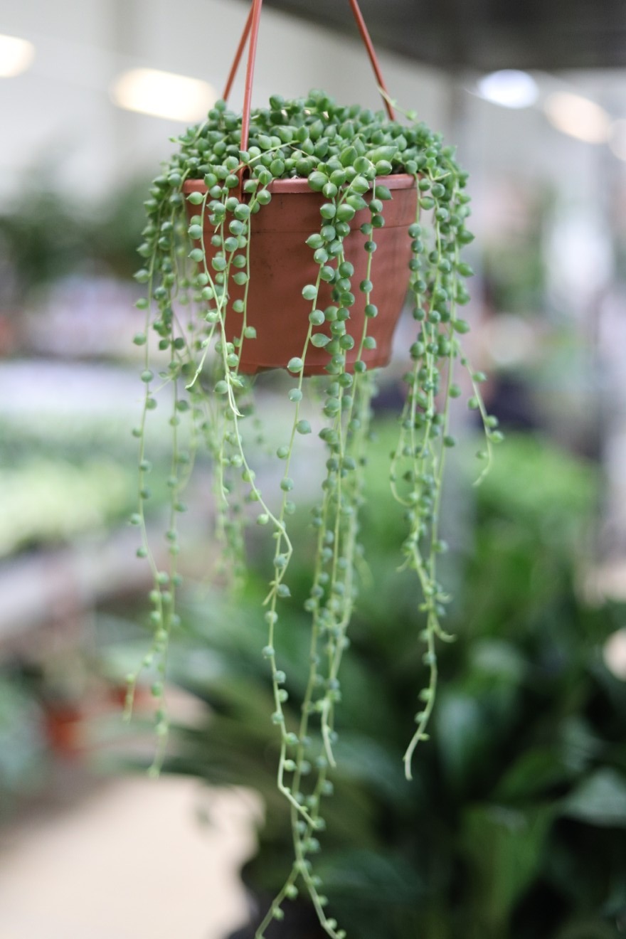senecio rowleyanus l  (2).JPG