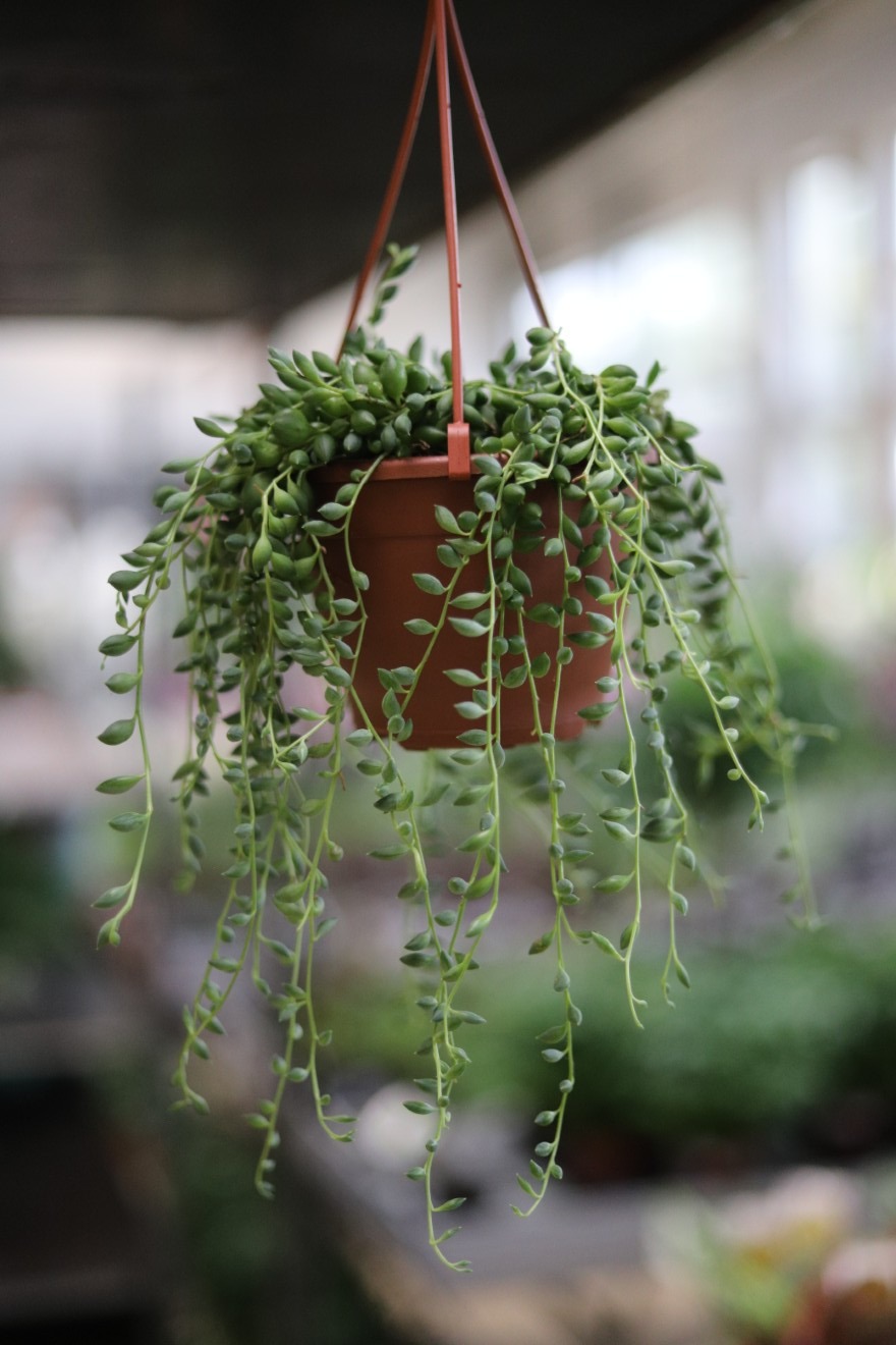 senecio herreianus (1).JPG