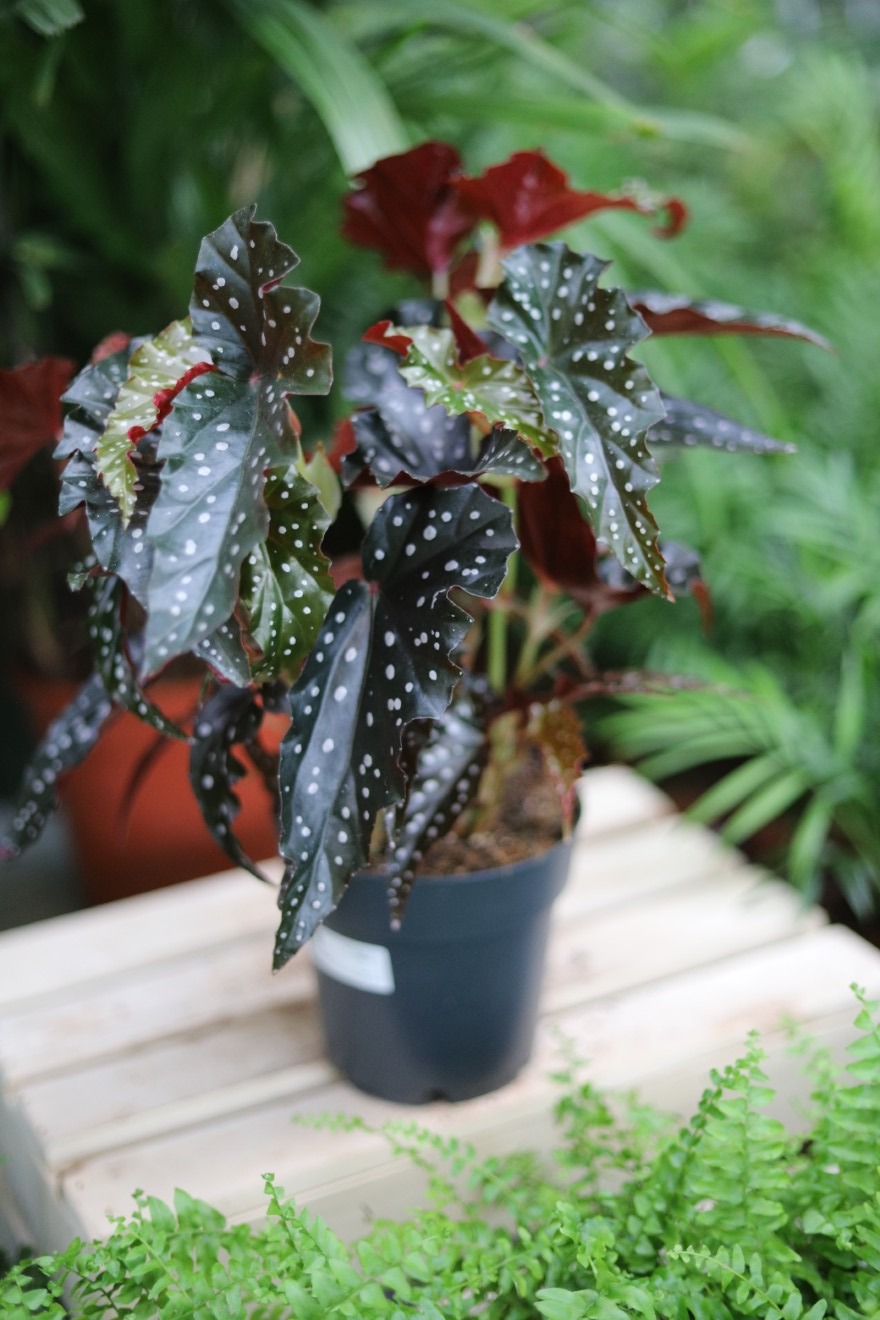 begonia black forest (3).JPG