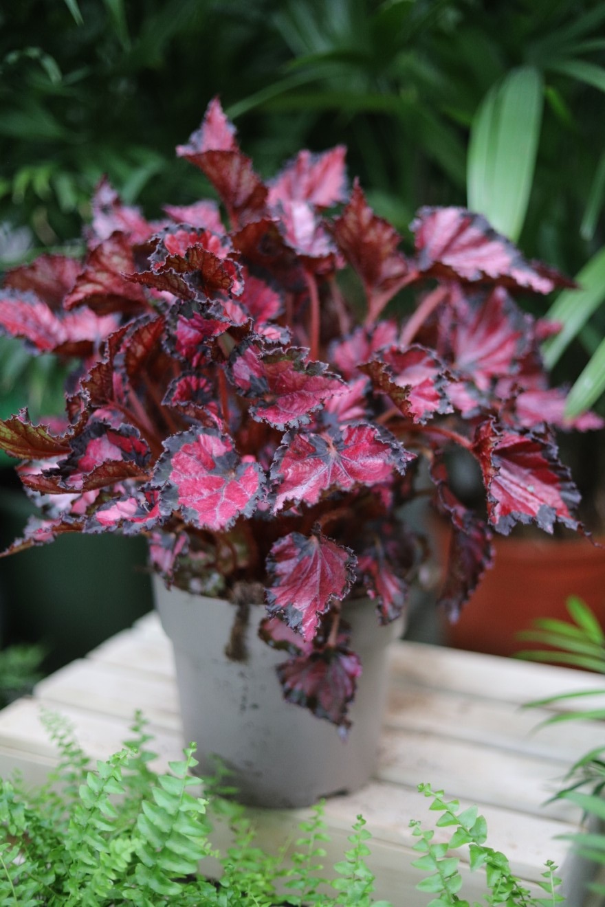 begonia inca night (2).JPG
