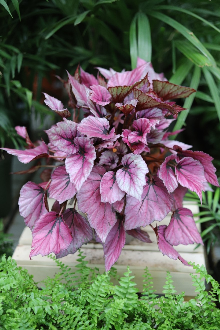 Begonia rex ‘Indian Summer’ (3).JPG