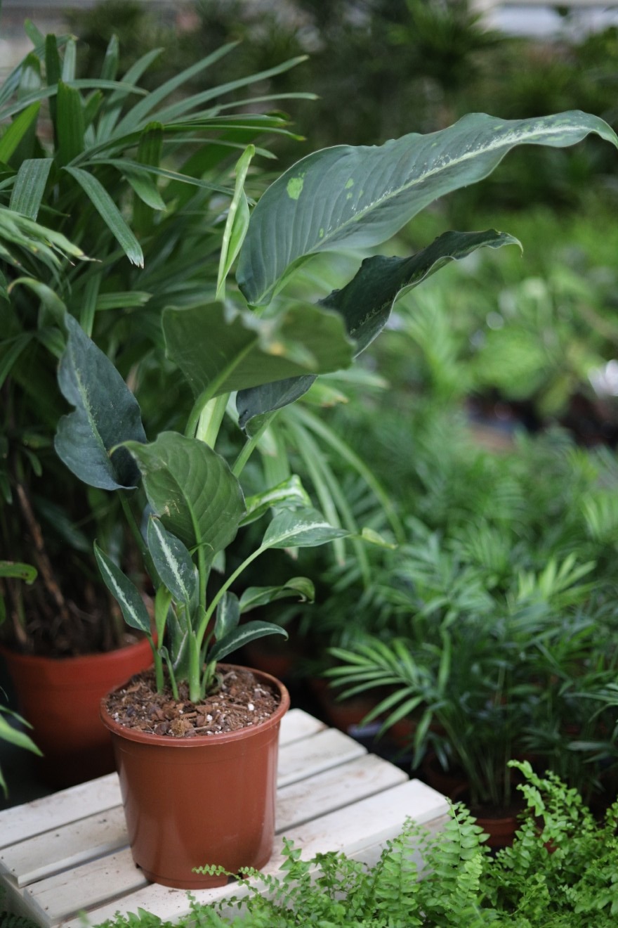 Dieffenbachia Galaxy XL (2).JPG