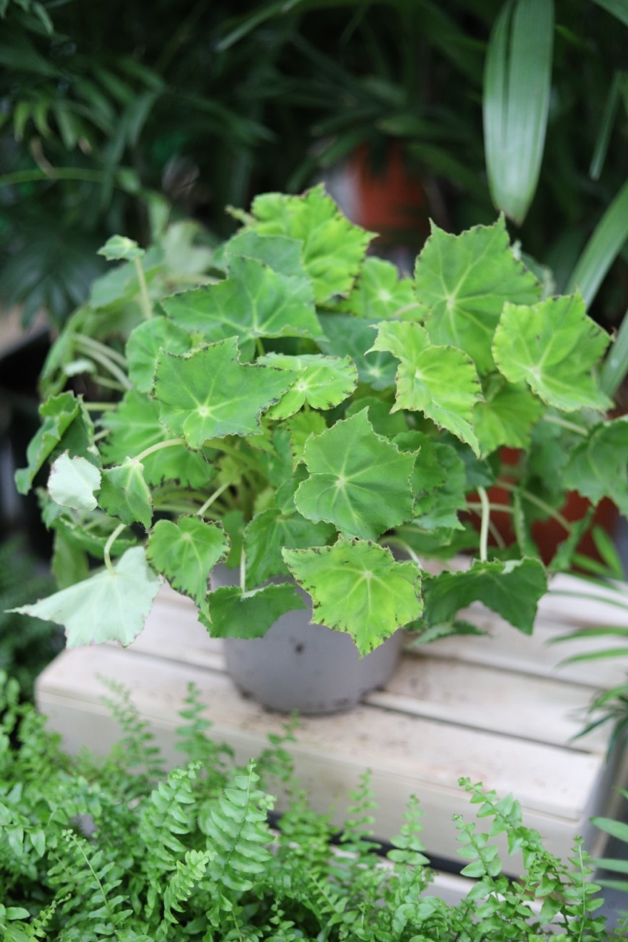 begonia lima love (4).JPG
