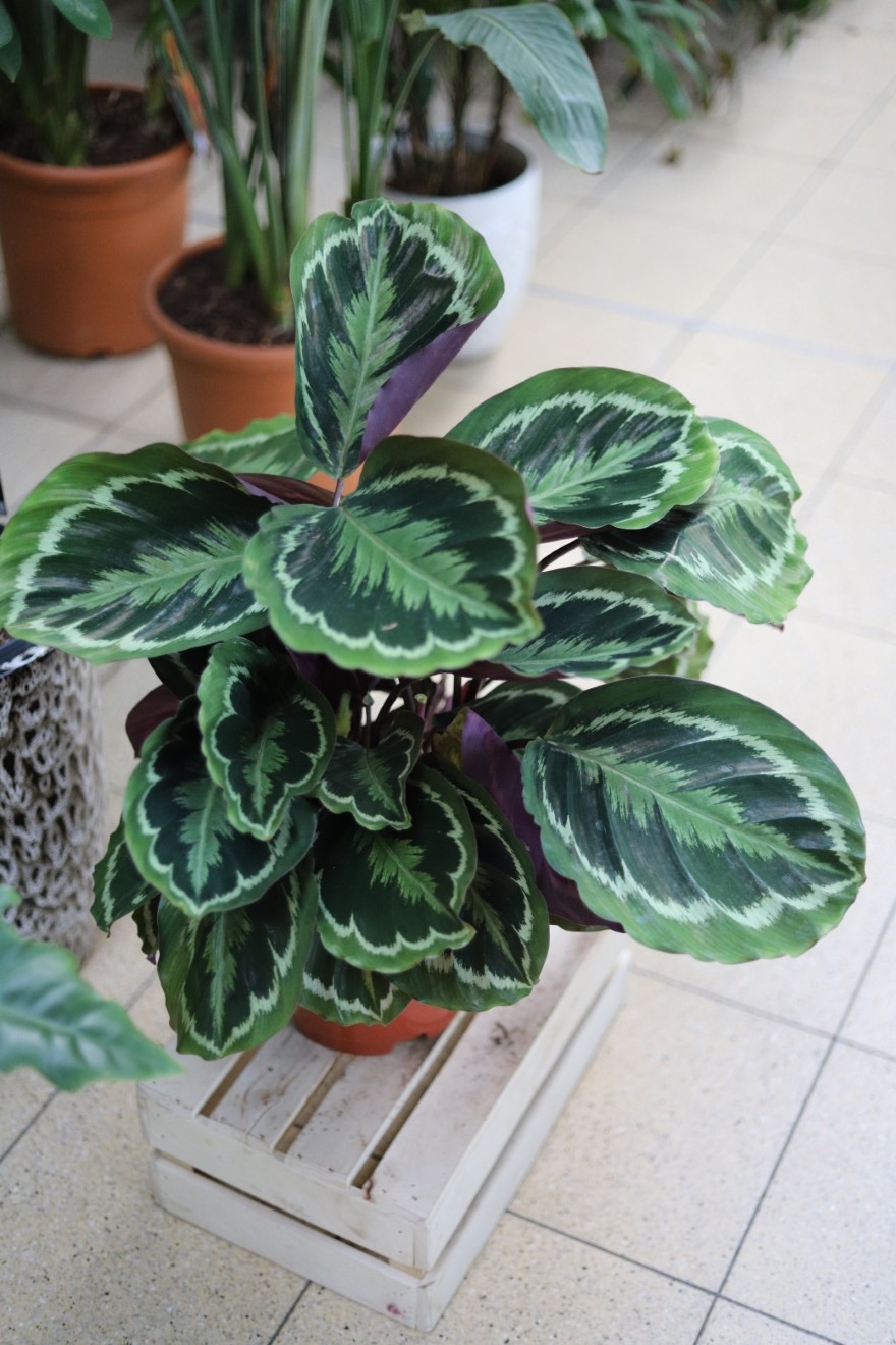 Calathea Medallion XL (Kalatea) (4).JPG