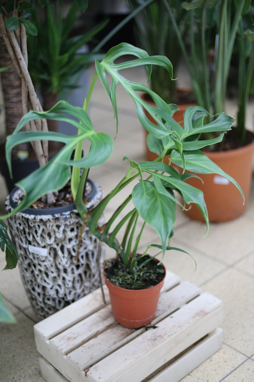 Monstera ‘Burle Marx Flame’ (1).JPG