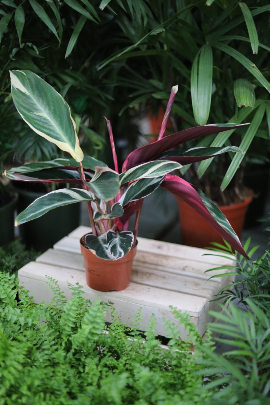Stromante sanguinea 'Triostar' M (1).JPG