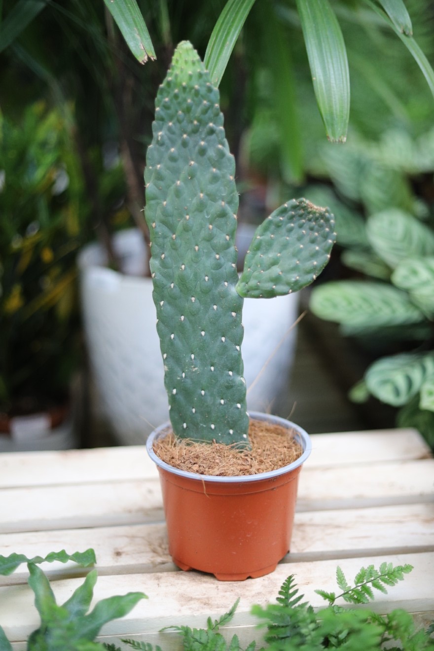 Opuntia rubescens Consolea (3).JPG