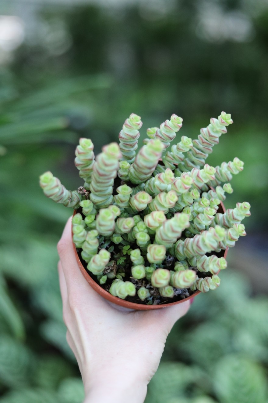 Crassula marnieriana Hottentot (2).JPG