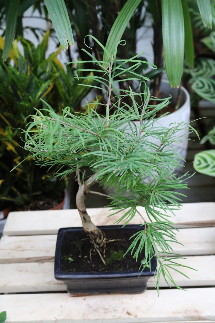 Modrzewnik chiński (Pseudolarix amabilis) Bonsai w granatowej donicy (1).JPG
