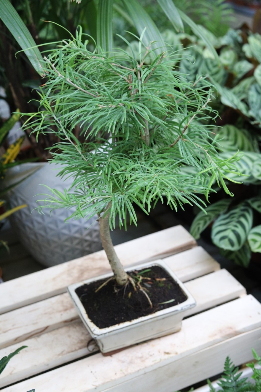 Modrzewnik chiński (Pseudolarix amabilis) Bonsai w kremowej donicy (3).JPG