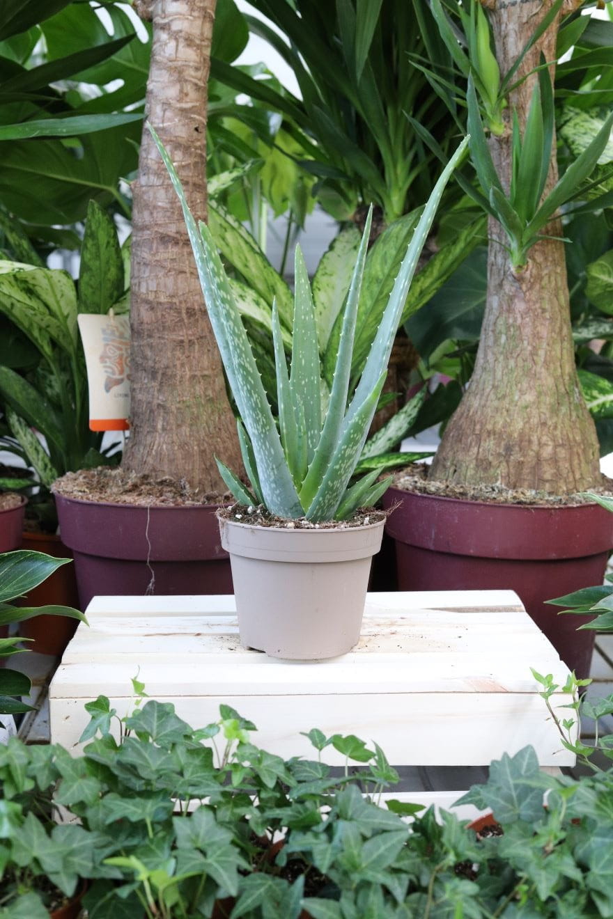 Aloe vera to popularna roślina doniczkowa o mięsistych, zielonych liściach z ząbkowanymi brzegami – idealna do domu i biura, dodając naturalnego uroku.