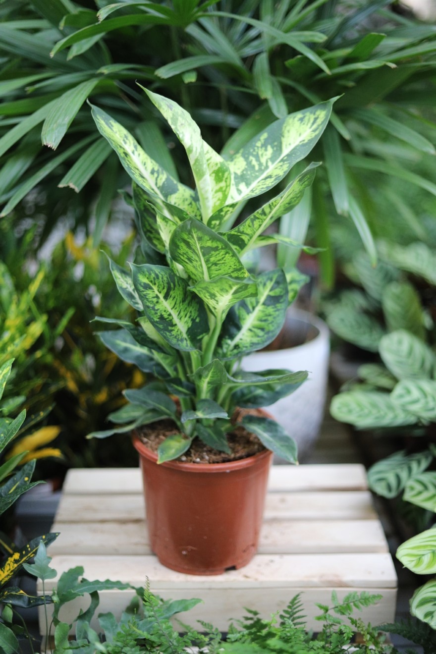 DIEFFENBACHIA SUBLIME (3).JPG