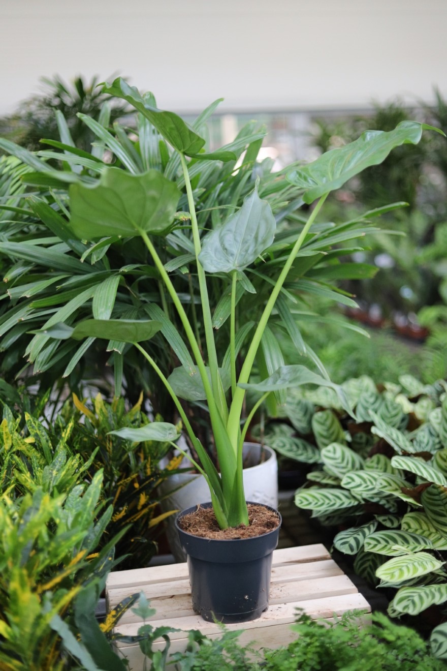 ALOCASIA CUCULLATA (2).JPG