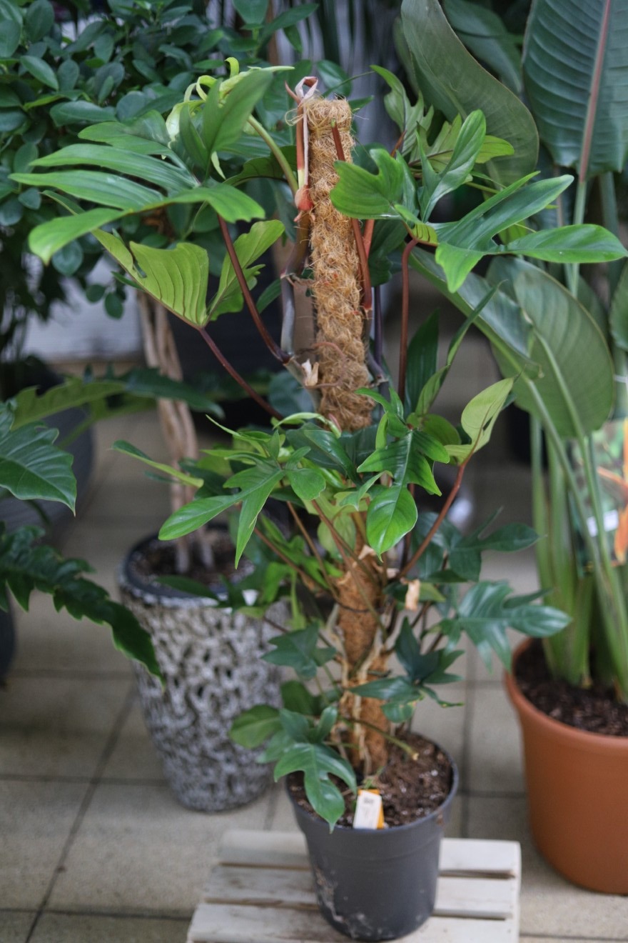 Philodendron Pedatum (Filodendron) XL (1).JPG