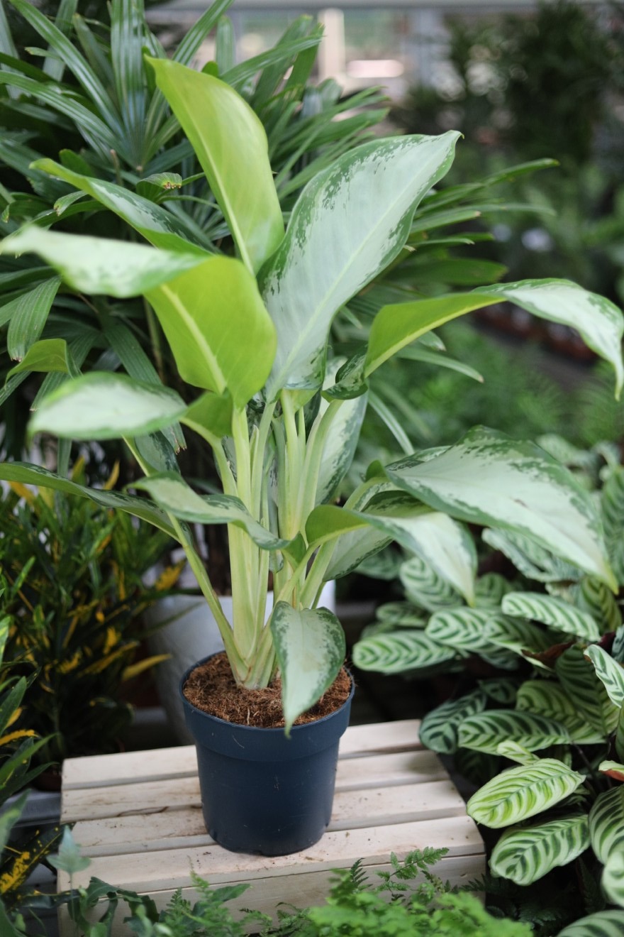 Aglaonema Cleopatra (1).JPG