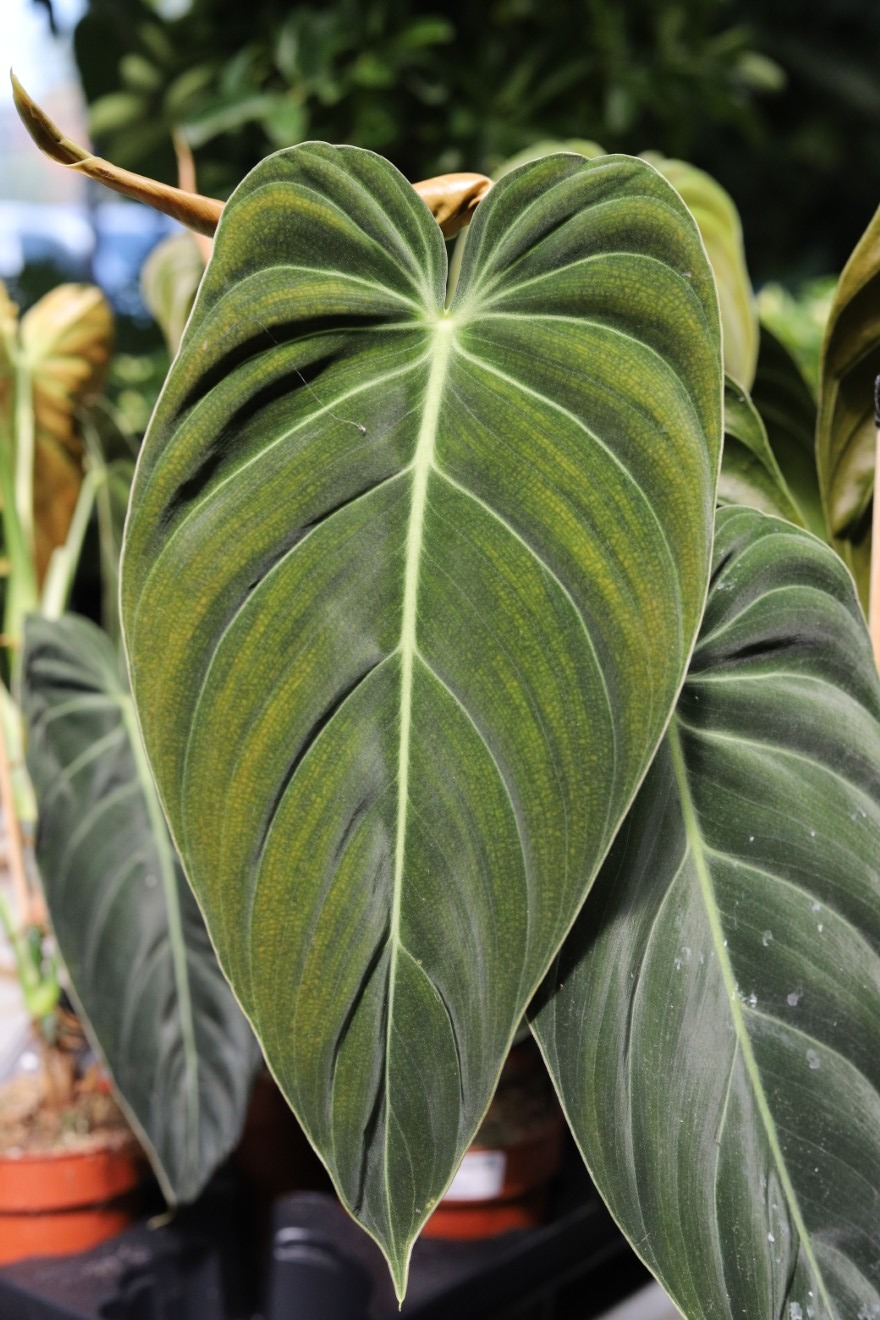 filodendron melanochrysum (1).JPG