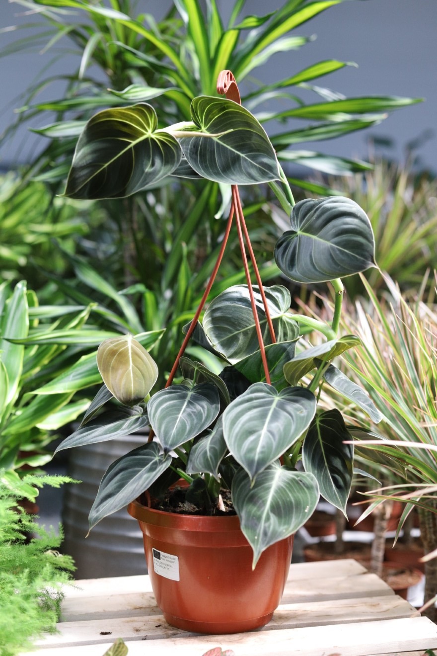 philodendron melanochrysum xl (1).JPG