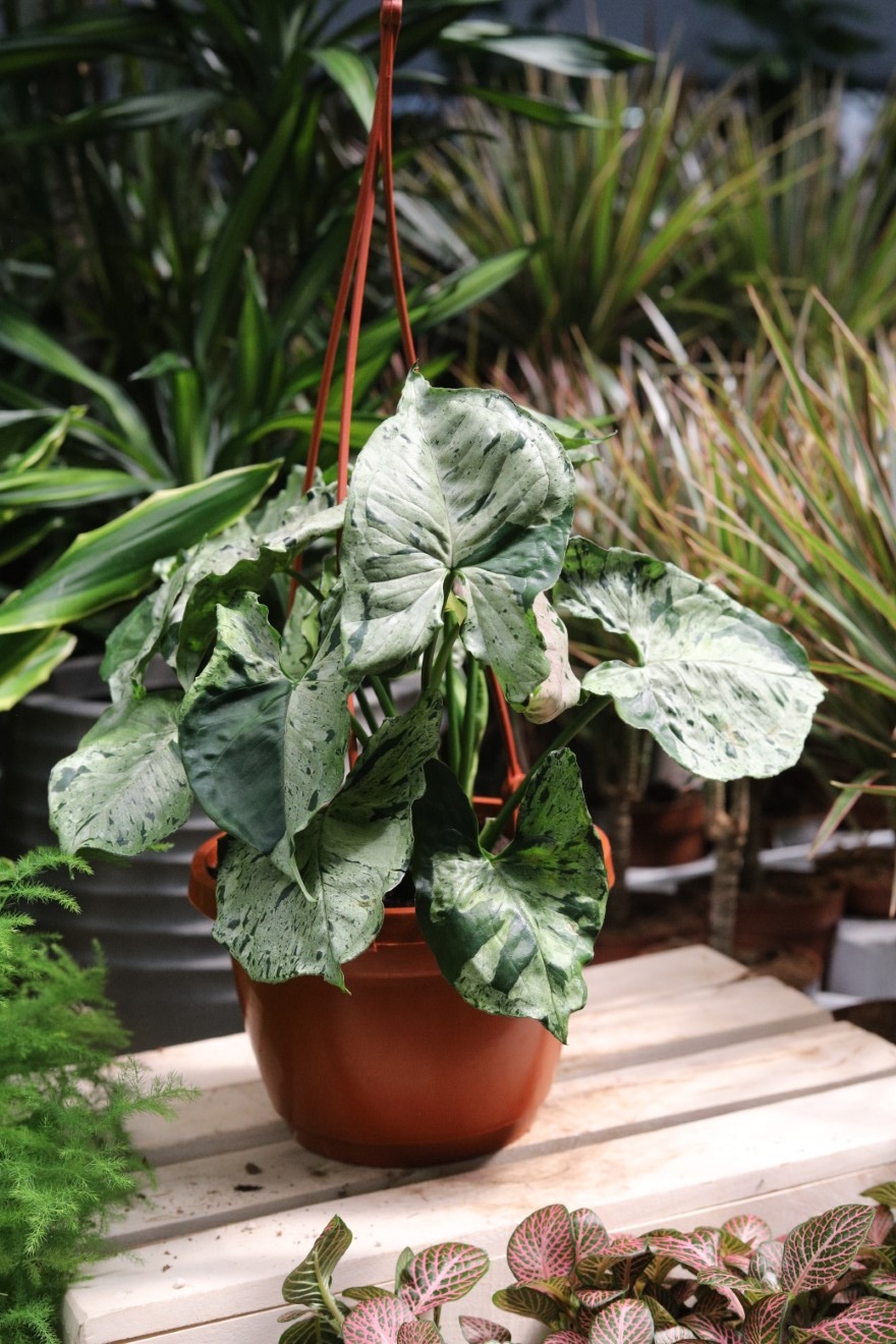 Syngonium ‘Green Splash’ (Zroślicha) (5).JPG
