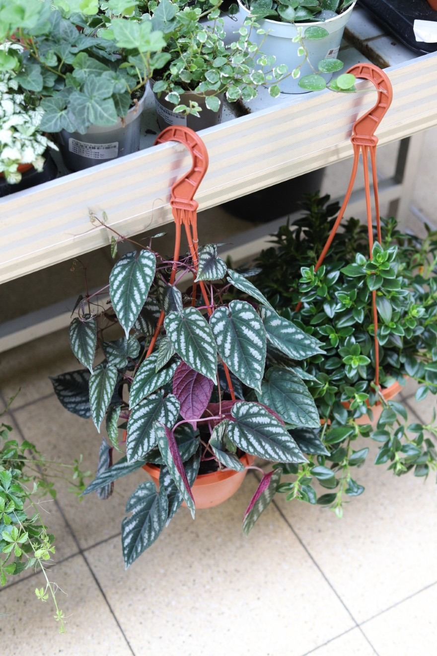cissus discolor.JPG