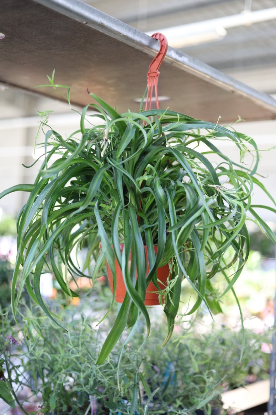 Chlorophytum comosum 'Green Bonnie' (Zielistka) XL (3).JPG