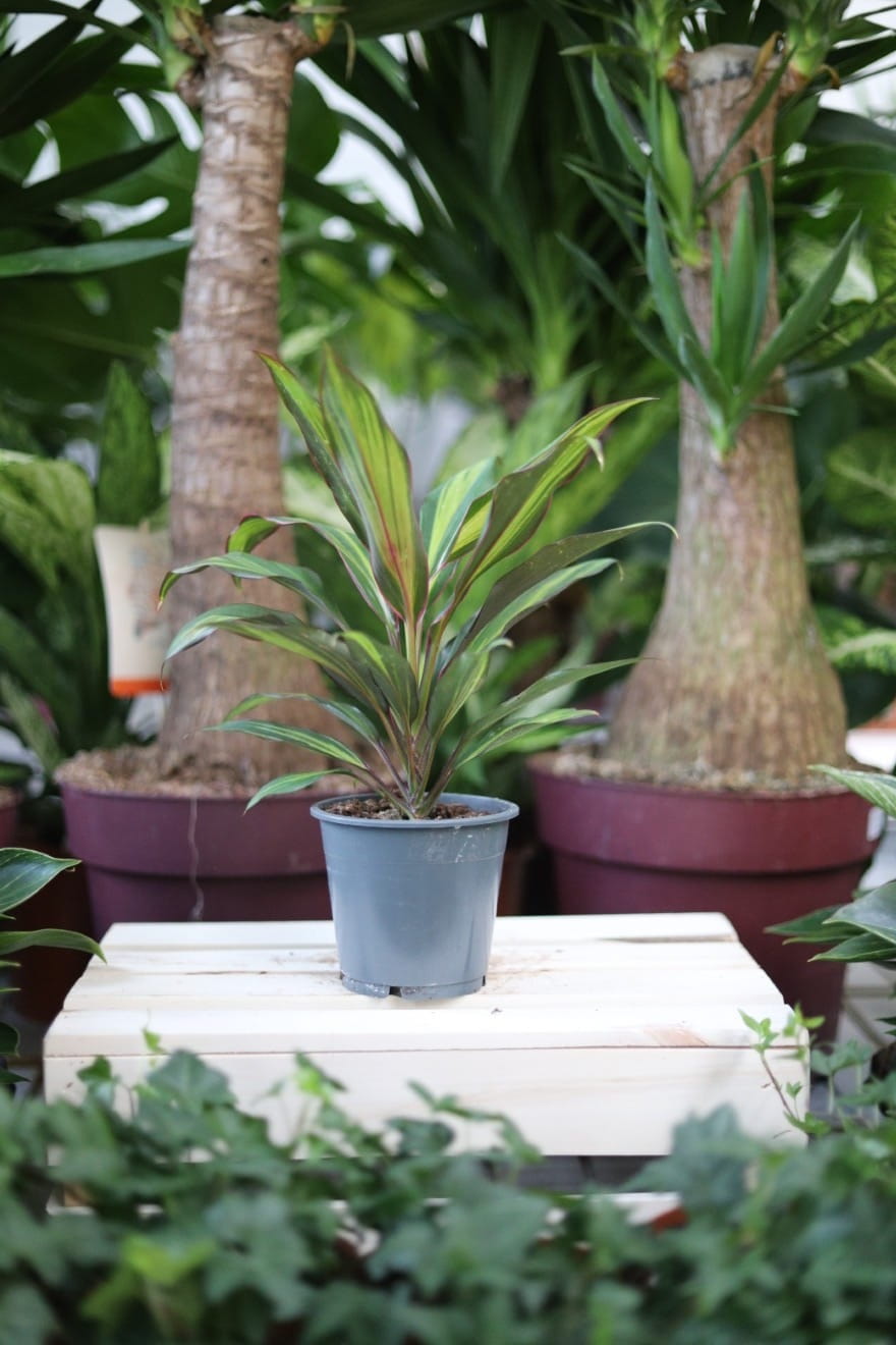 Cordyline fruticosa 'Kiwi' to kolorowa roślina doniczkowa o jasnozielonych liściach z różowymi i czerwonymi akcentami – idealna do domu i biura.