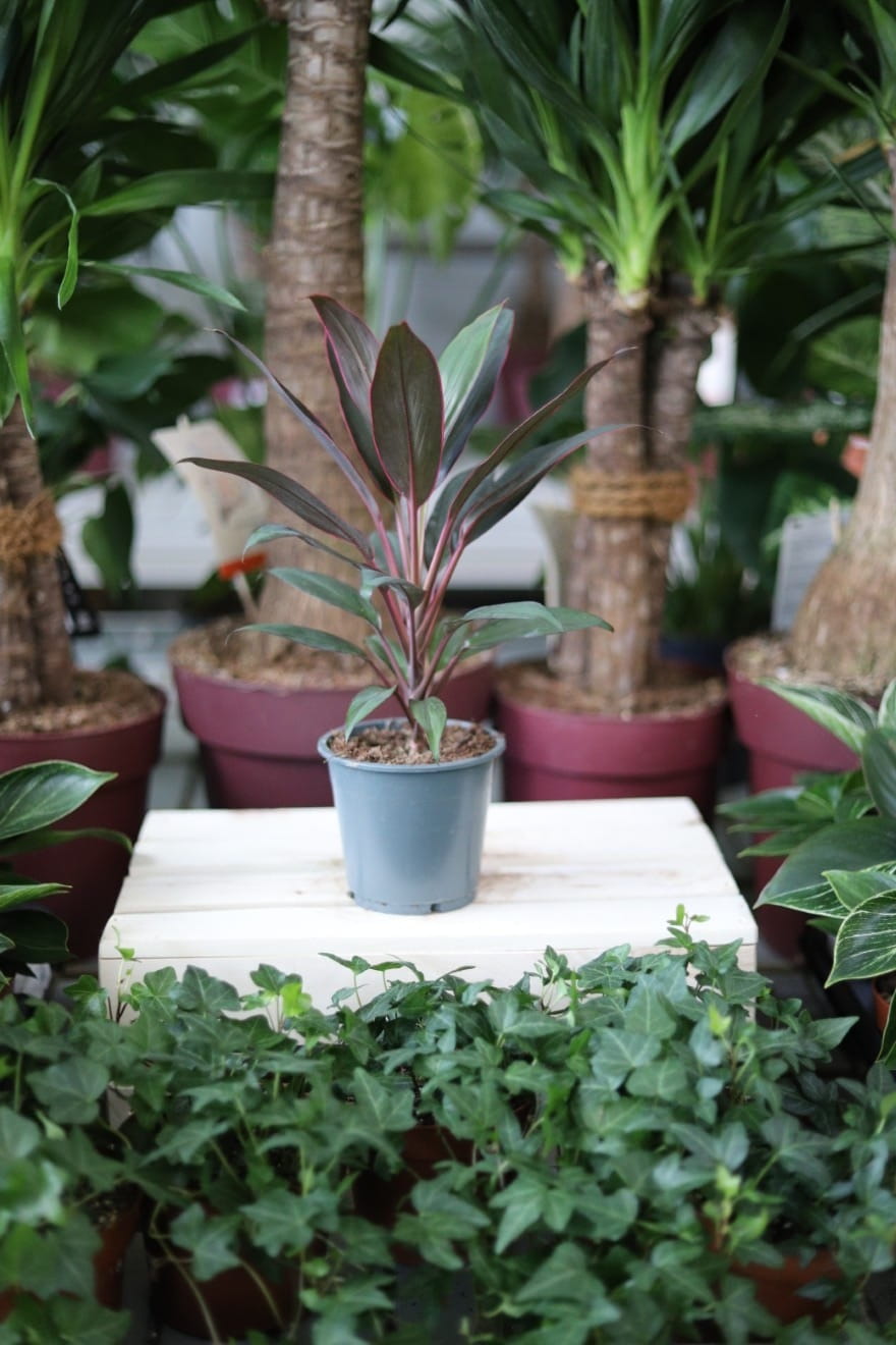 Cordyline Rumba to efektowna roślina doniczkowa o długich, bordowo-zielonych liściach – idealna do wnętrz domu i biura, dodając kolorowy akcent.