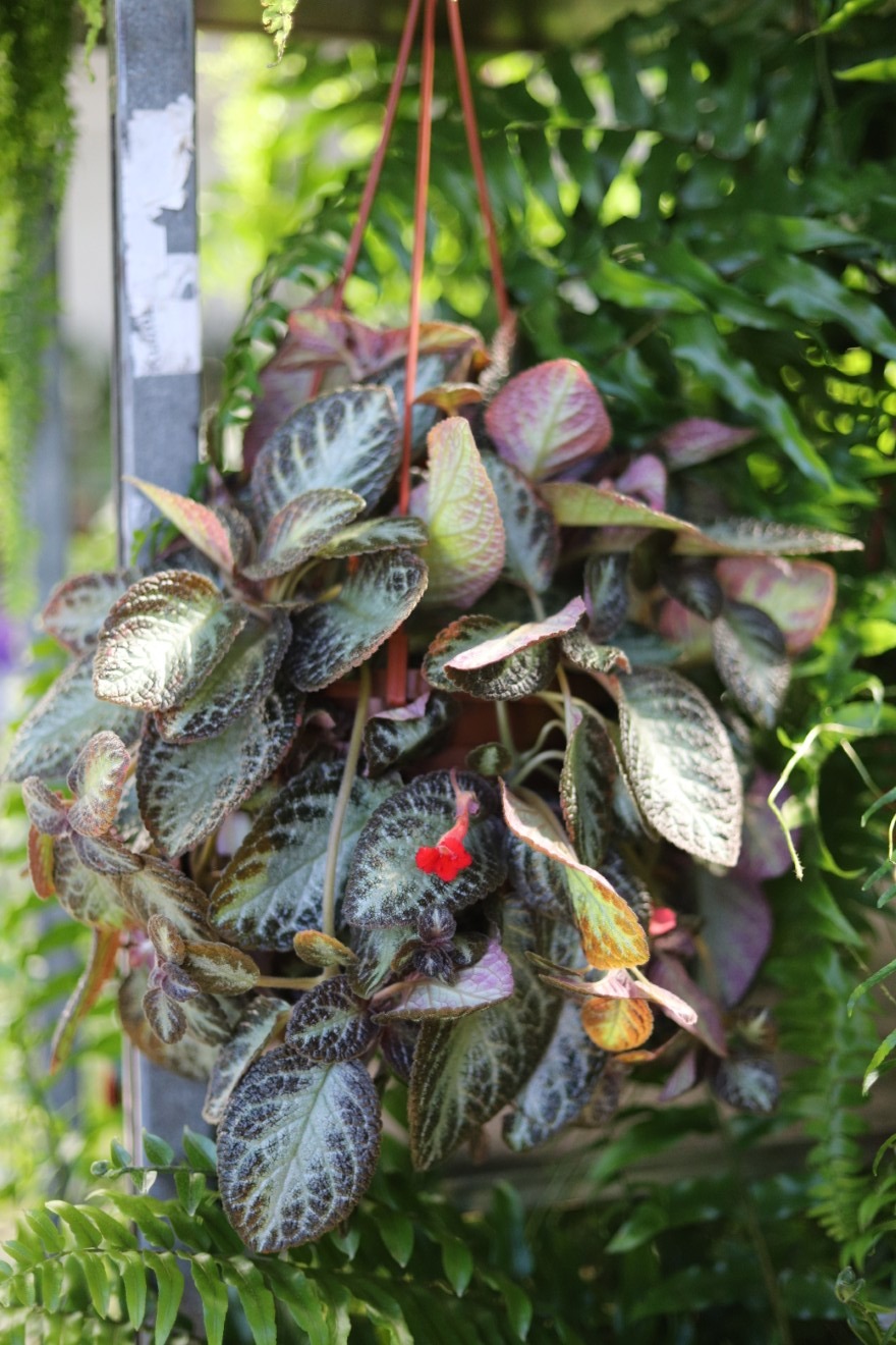 Episcia cupreata 'Harlequin' (4).JPG