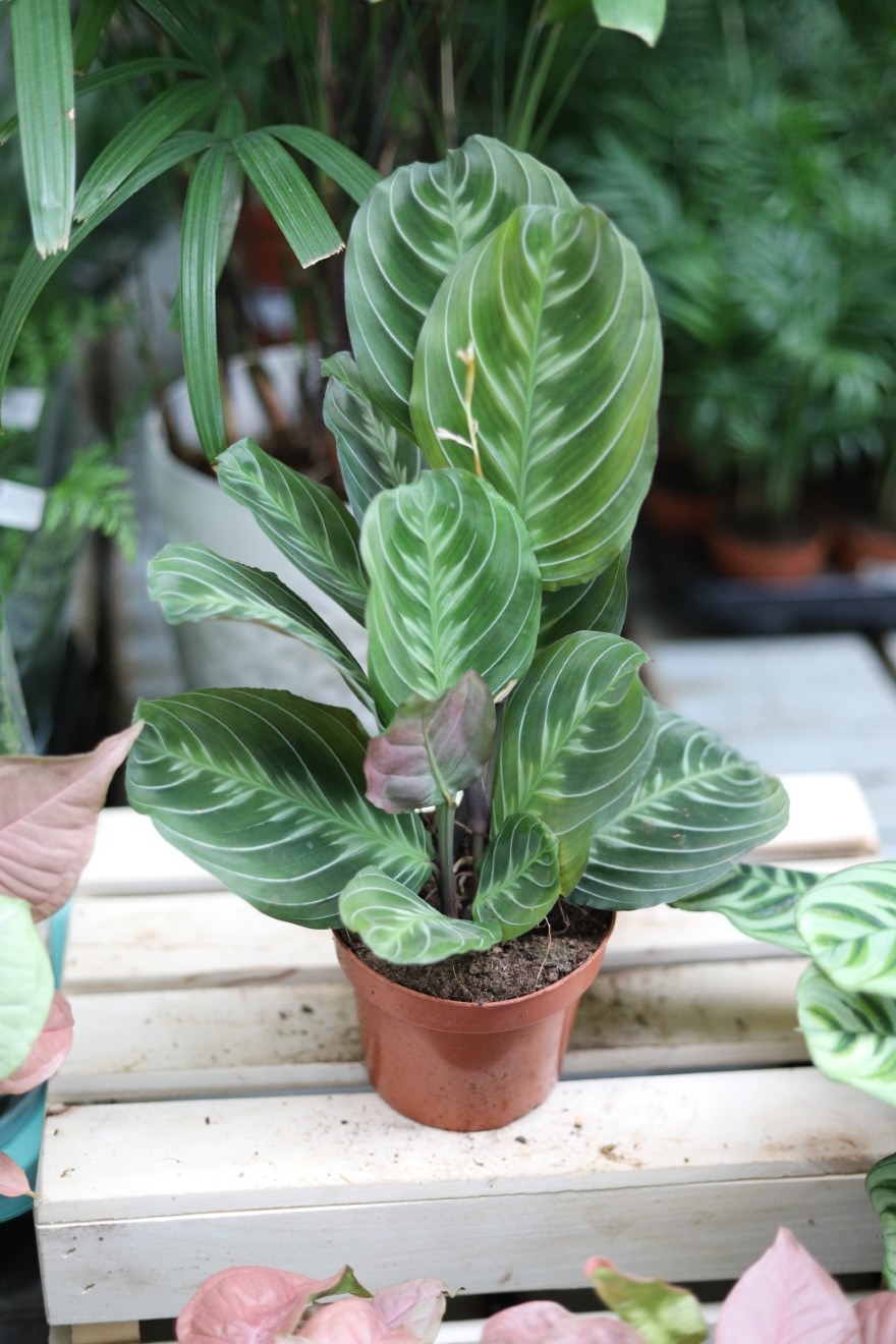 maranta exclusive dark (2).JPG