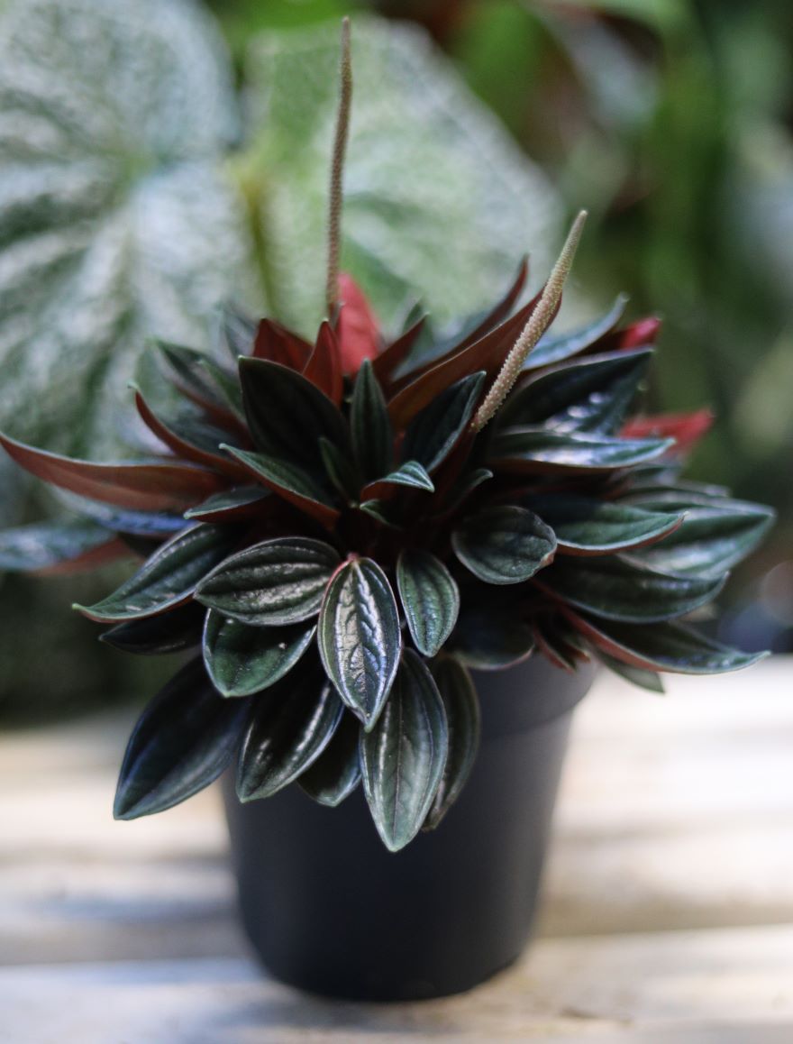 Peperomia Caperata Rosso to roślina doniczkowa o ozdobnych liściach z czerwonym spodem, idealna do wnętrz.