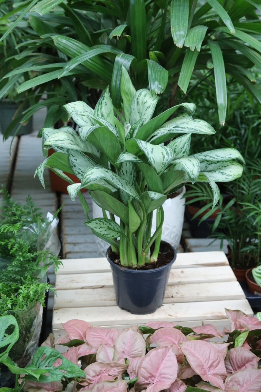 aglaonema maria christina (4).JPG