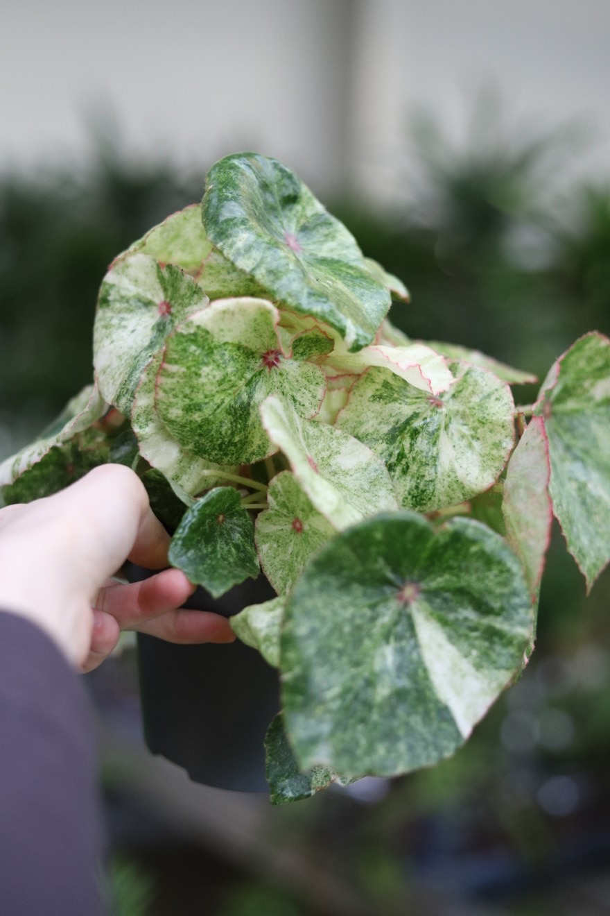 Begonia 'Rouge Variegated'