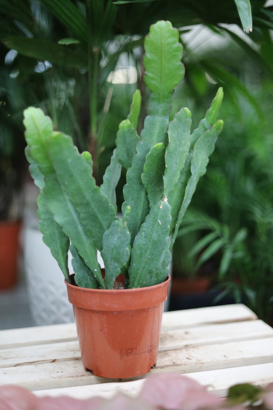 Epiphyllum ‘Sarah Courant’ (2).JPG